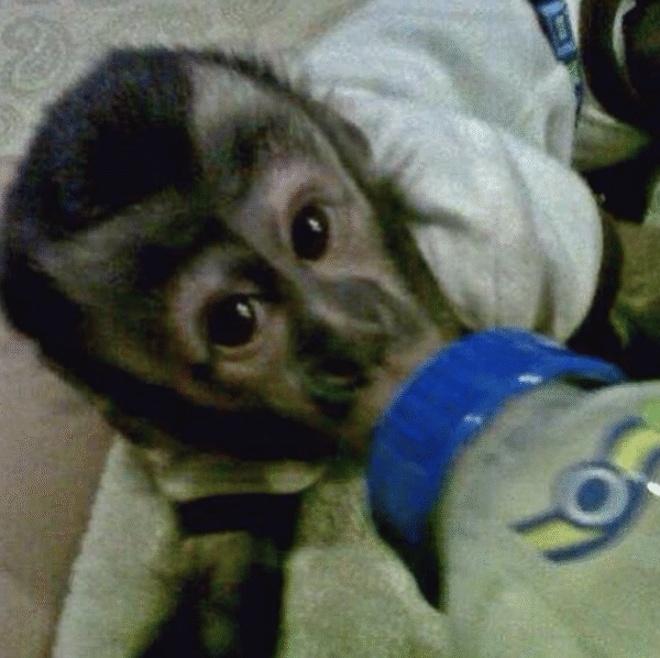 🐒 Jeremia – Männchen, Kapuzineräffchen – Bild 2