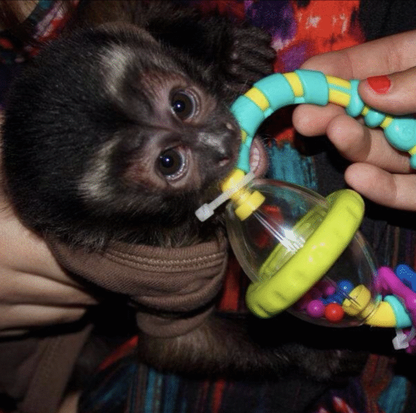 🐒 Jeremia – Männchen, Kapuzineräffchen – Bild 5
