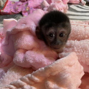 🐒 Carla – Weibchen, Kapuzineräffchen