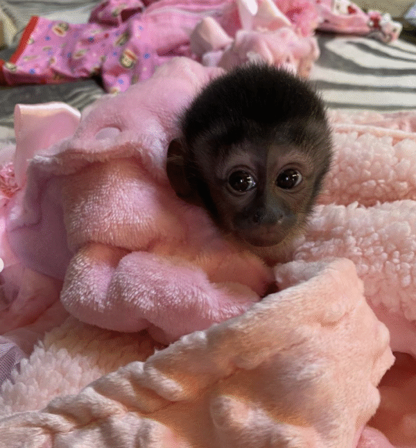 🐒 Carla – Weibchen, Kapuzineräffchen