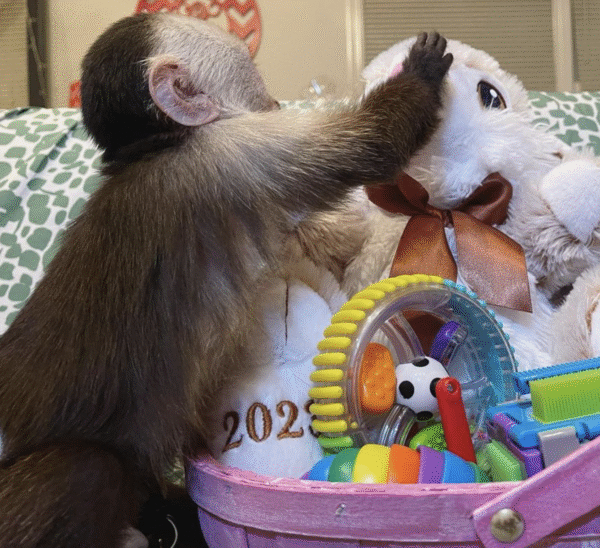 🐒 Mia – Weibchen, Kapuzineräffchen – Bild 6
