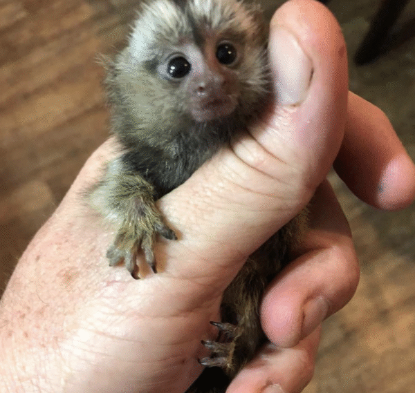 🐒💖 Eve – Fingeräffchen-Mädchen – Bild 2