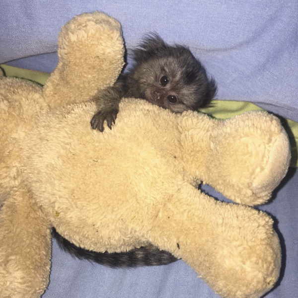 🐒🌙 Luna –  Fingeräffchen-Mädchen – Bild 5