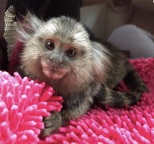 🐵💙 Buba –  Fingeräffchen Junge – Bild 2