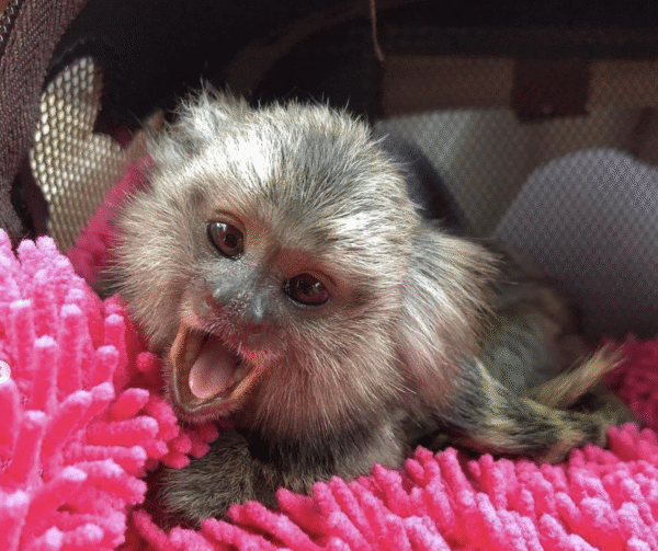 🐵💙 Buba –  Fingeräffchen Junge – Bild 3