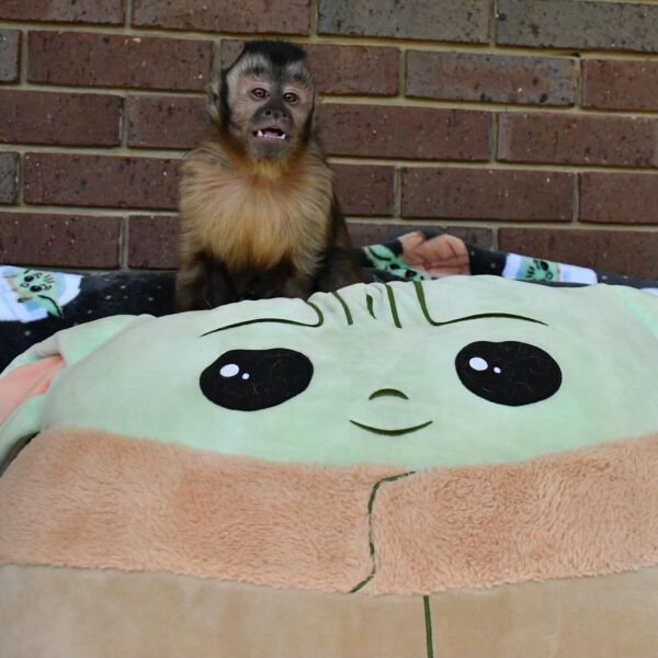 🐒 Nadia – Weibchen, Kapuzineräffchen – Bild 4