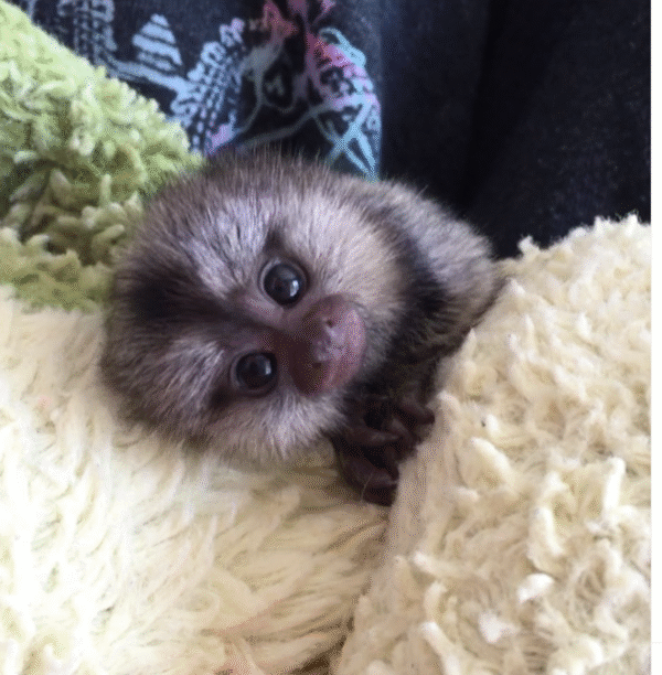 🐒🌙 Luna –  Fingeräffchen-Mädchen – Bild 2