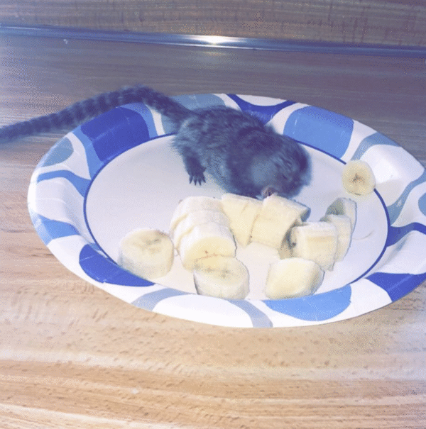 🐒🌙 Luna –  Fingeräffchen-Mädchen – Bild 4