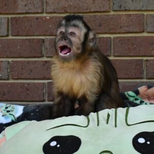 🐒 Nadia – Weibchen, Kapuzineräffchen