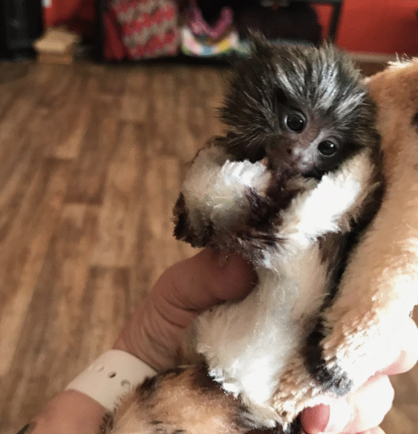 🐒💙 Eliot –  Fingeräffchen-Junge – Bild 4
