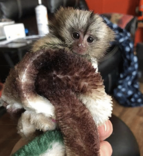 🐒💖 Eve – Fingeräffchen-Mädchen