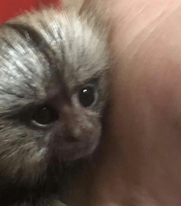 🐒💖 Eve – Fingeräffchen-Mädchen – Bild 3