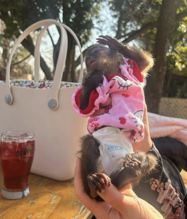 🐒 Carla – Weibchen, Kapuzineräffchen – Bild 4