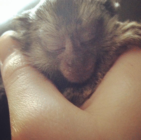 🐒🎀 Mia – Fingeräffchen-Mädchen – Bild 2