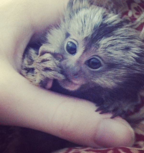 🐒🎀 Mia – Fingeräffchen-Mädchen – Bild 5