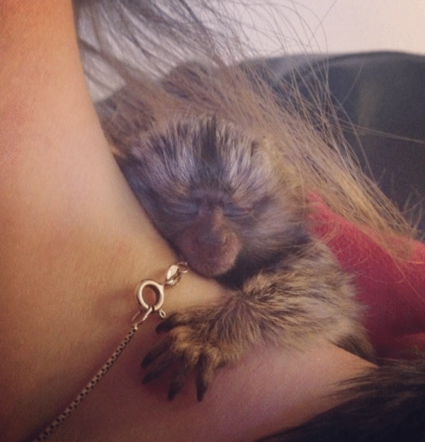 🐒🎀 Mia – Fingeräffchen-Mädchen – Bild 4