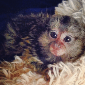 🐒🎀 Mia – Fingeräffchen-Mädchen