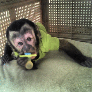 🐒 Jeremia – Männchen, Kapuzineräffchen