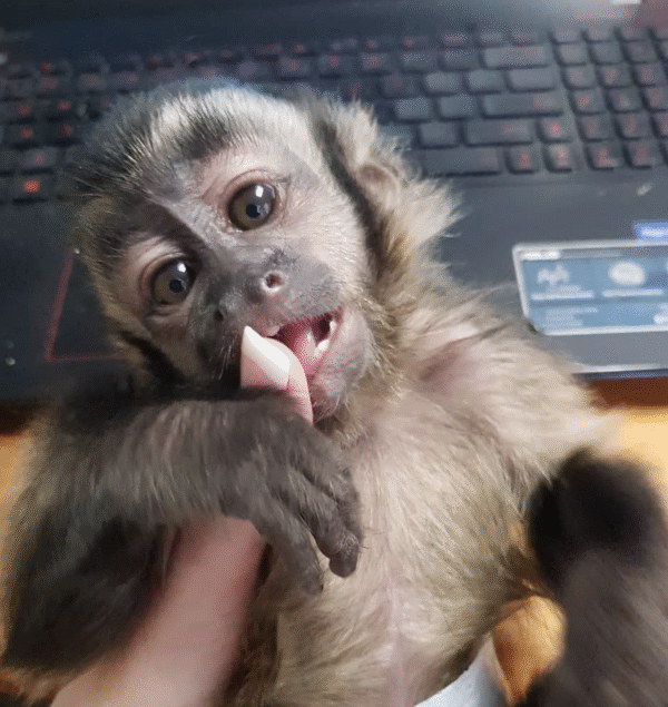 🐒 Buddy – Männchen, Kapuzineräffchen – Bild 4