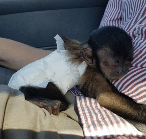 🐒 Buddy – Männchen, Kapuzineräffchen – Bild 2
