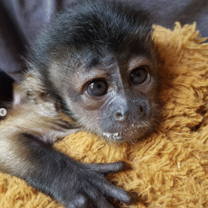 🐒 Buddy – Männchen, Kapuzineräffchen