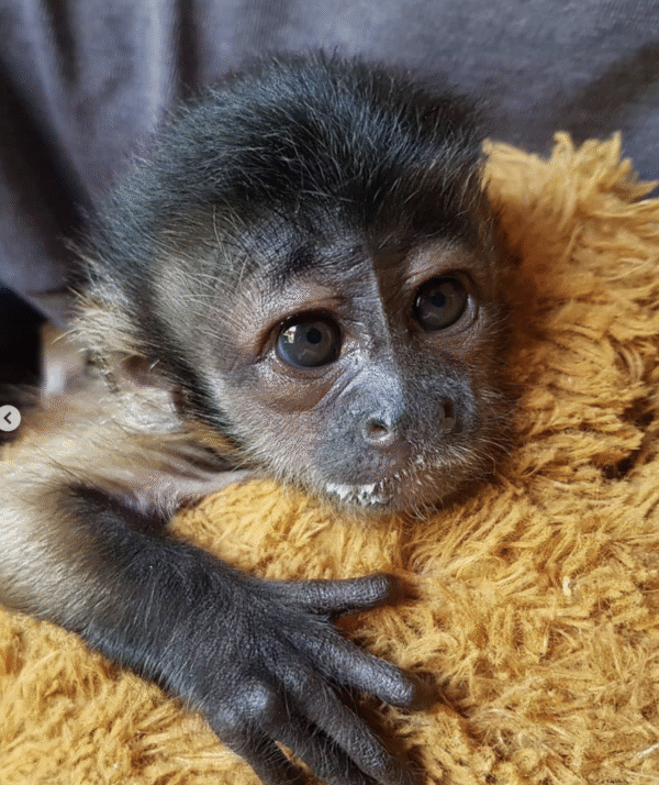 🐒 Buddy – Männchen, Kapuzineräffchen