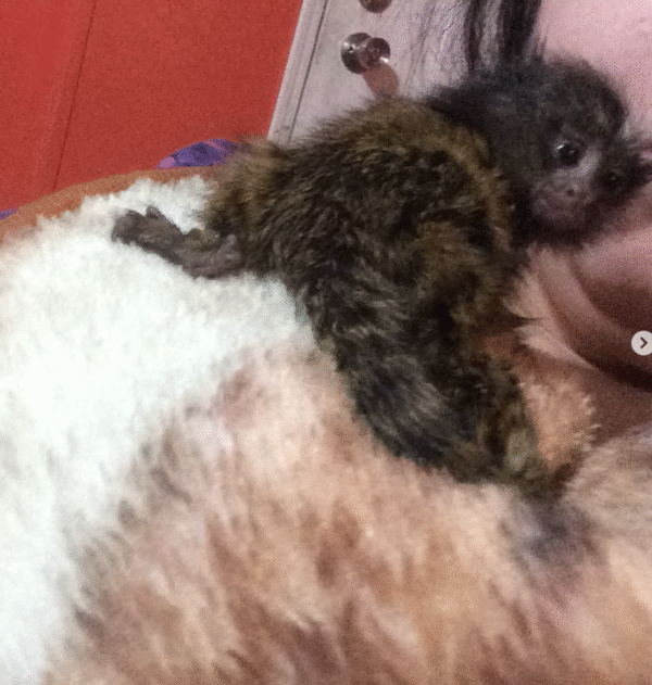 🐒💙 Eliot –  Fingeräffchen-Junge – Bild 3