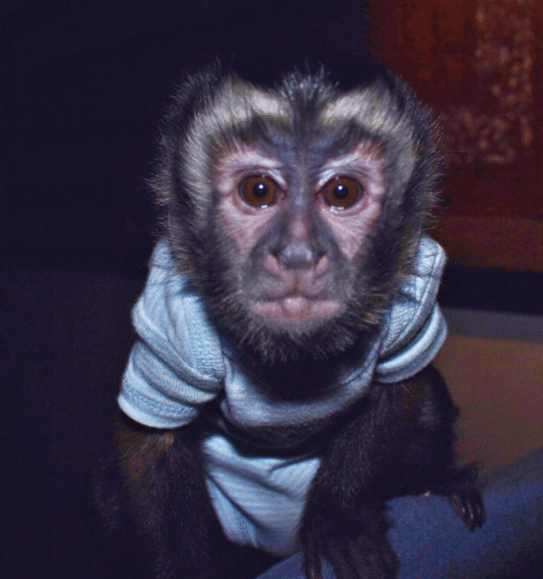 🐒 Jeremia – Männchen, Kapuzineräffchen – Bild 7