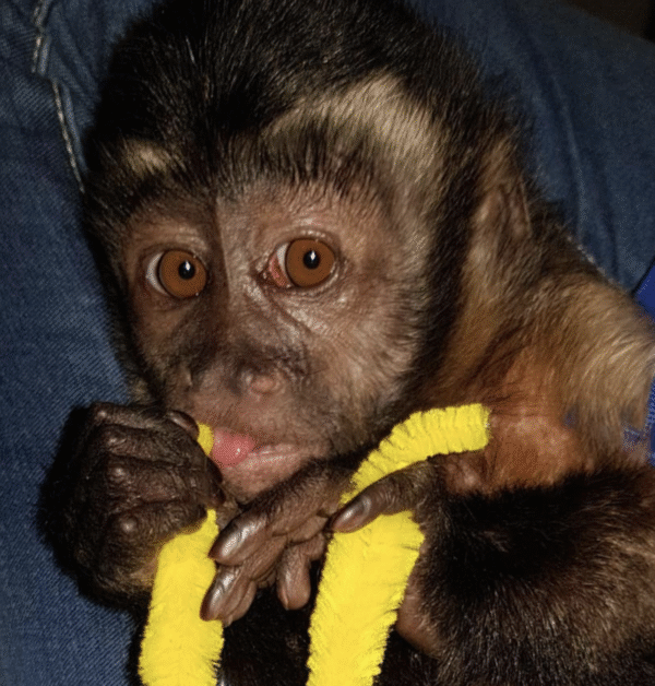 🐒 Buddy – Männchen, Kapuzineräffchen – Bild 5