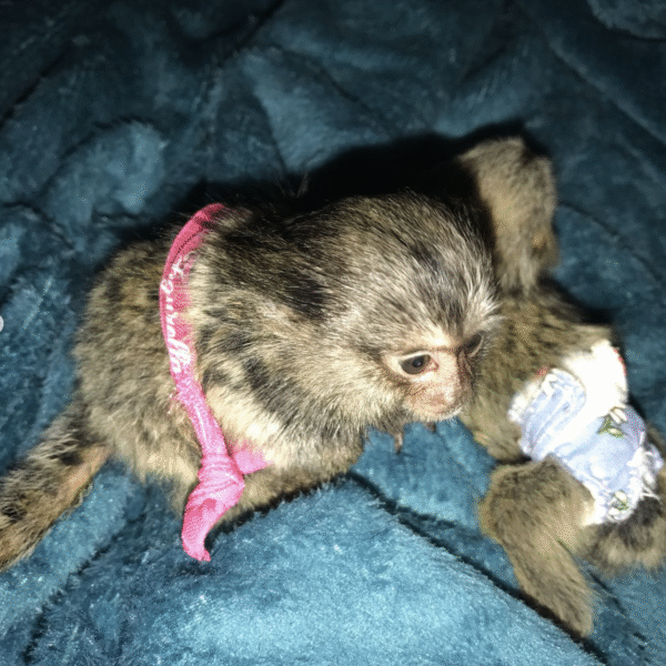 🐒🌸 Akia –  Fingeräffchen-Mädchen – Bild 2