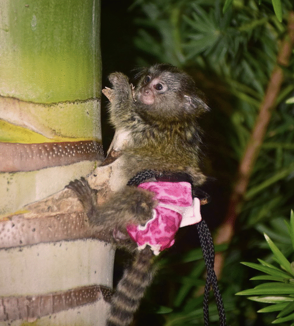 🐒🌸 Akia –  Fingeräffchen-Mädchen – Bild 5