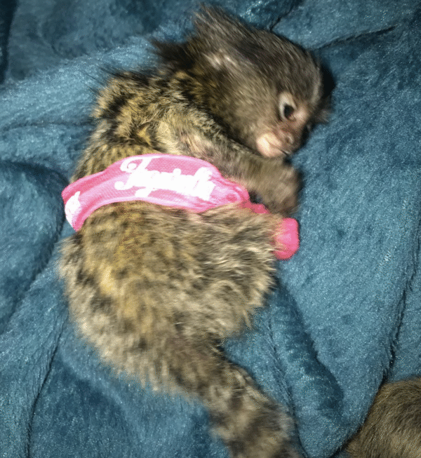 🐒🌸 Akia –  Fingeräffchen-Mädchen – Bild 3