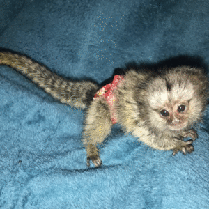 🐒🌸 Akia –  Fingeräffchen-Mädchen