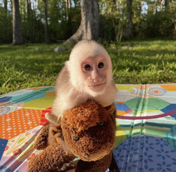 🐒 Gucci – Männchen, Kapuzineräffchen – Bild 5