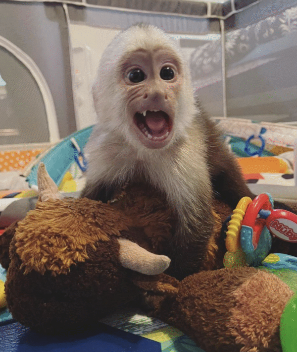 🐒 Gucci – Männchen, Kapuzineräffchen – Bild 6