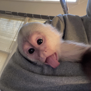 🐒 Mia – Weibchen, Kapuzineräffchen
