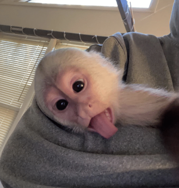 🐒 Mia – Weibchen, Kapuzineräffchen