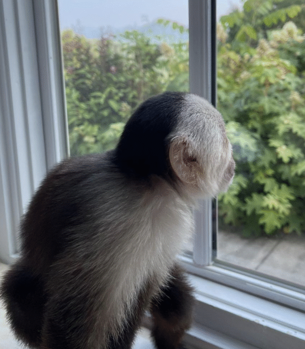🐒 Mia – Weibchen, Kapuzineräffchen – Bild 4