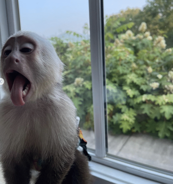 🐒 Mia – Weibchen, Kapuzineräffchen – Bild 3