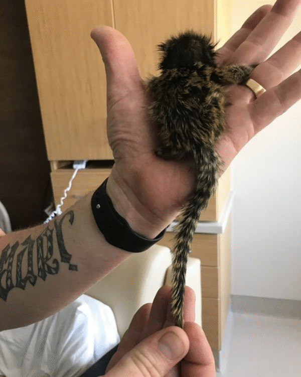 🐒💙 Eliot –  Fingeräffchen-Junge