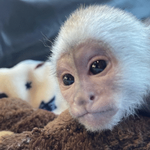 🐒 Gucci – Männchen, Kapuzineräffchen
