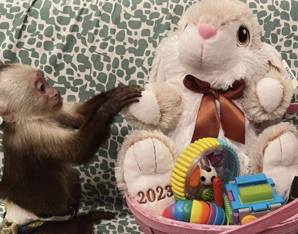 🐒 Gucci – Männchen, Kapuzineräffchen – Bild 2