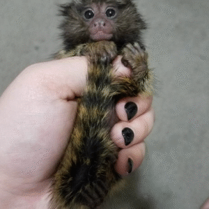 Kimberley - Weiblicher Fingeraffe