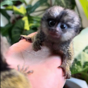 Natan - Männlicher Fingeraffe