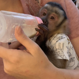 Brian - Männlicher Kapuzineraffe