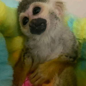 Karo - Weiblicher Totenkopfaffe