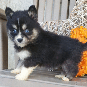 June - Pomsky hembra