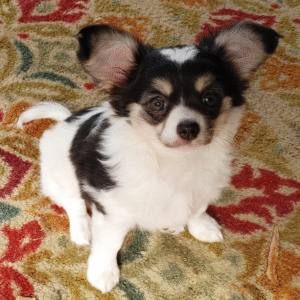 Sunny - Chihuahua hembra