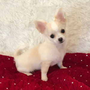 Sophie - Chihuahua hembra