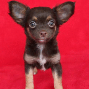 Darcy - Chihuahua hembra